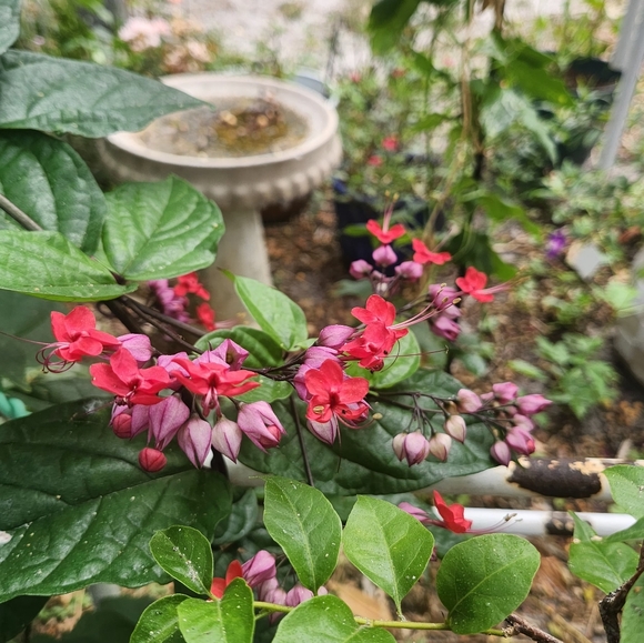 Meet your Posher, Erin (smoke free home) - Picture 3 of 8